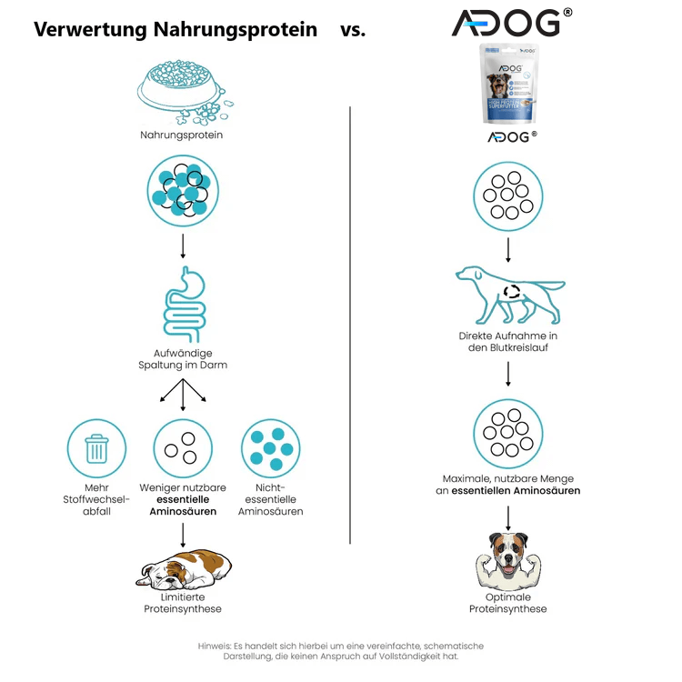 Vergleichsgrafik, die die sofortige Proteinaufnahme von A-DOG® zeigt – direkt verfügbar ohne Umwandlung, für eine stressfreie Nährstoffversorgung deines Hundes.